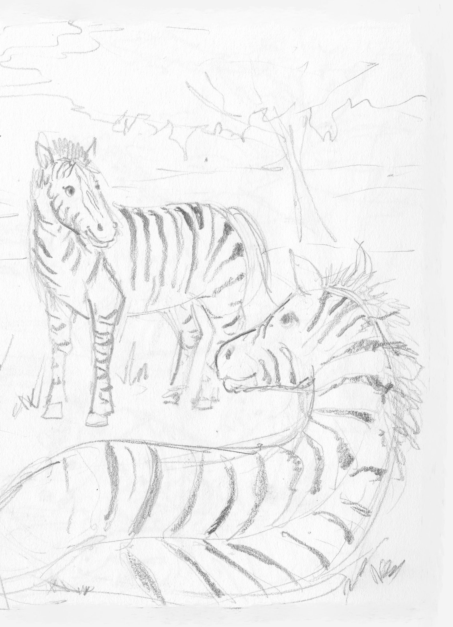 Graphite pencil draft stage of a zebra illustration.